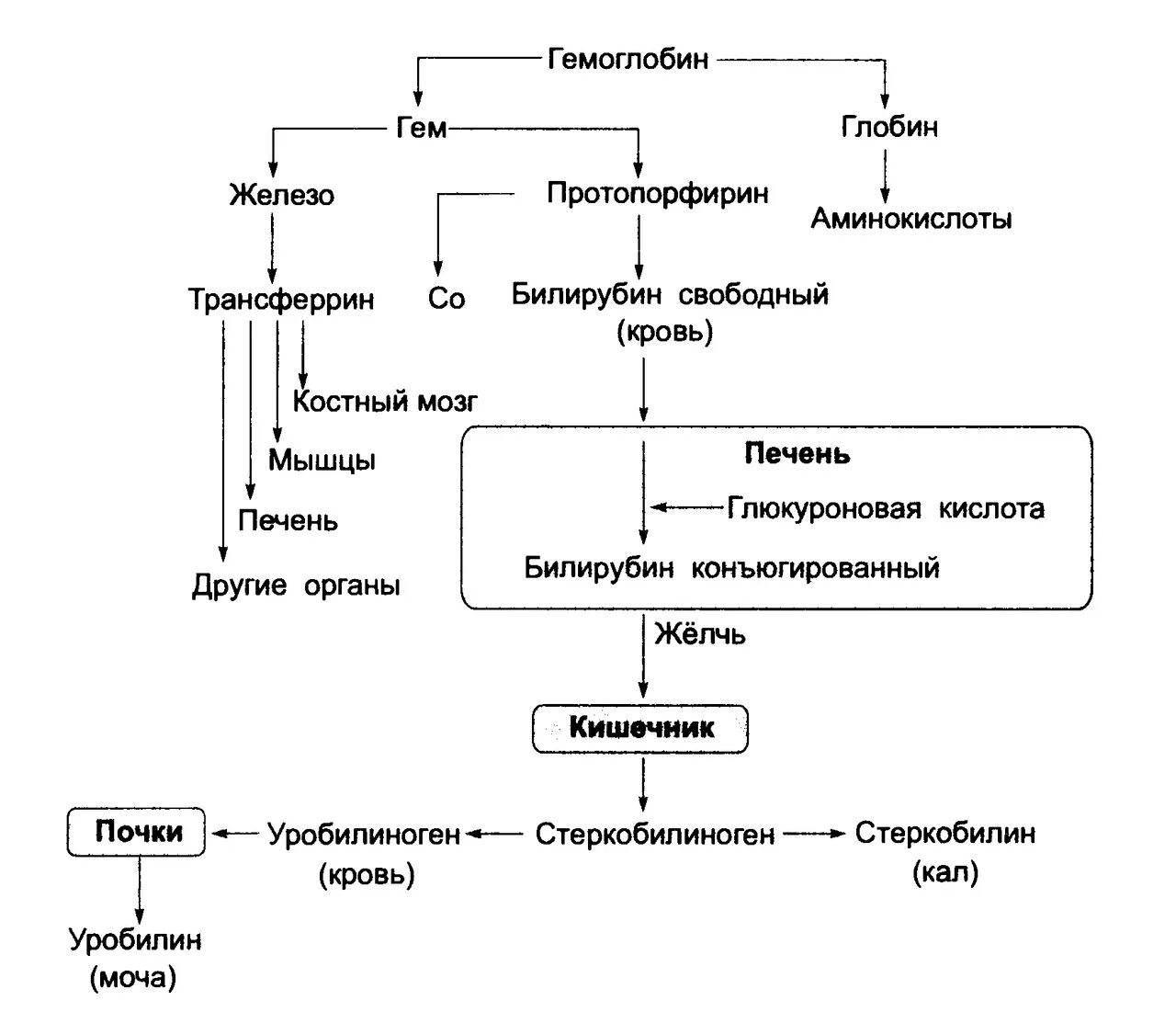 Биосинтез крови. Схема метаболизма гемоглобина. Внутриклеточный обмен гемоглобина схема. Метаболизм гема схема. Схема разрушения гемоглобина.