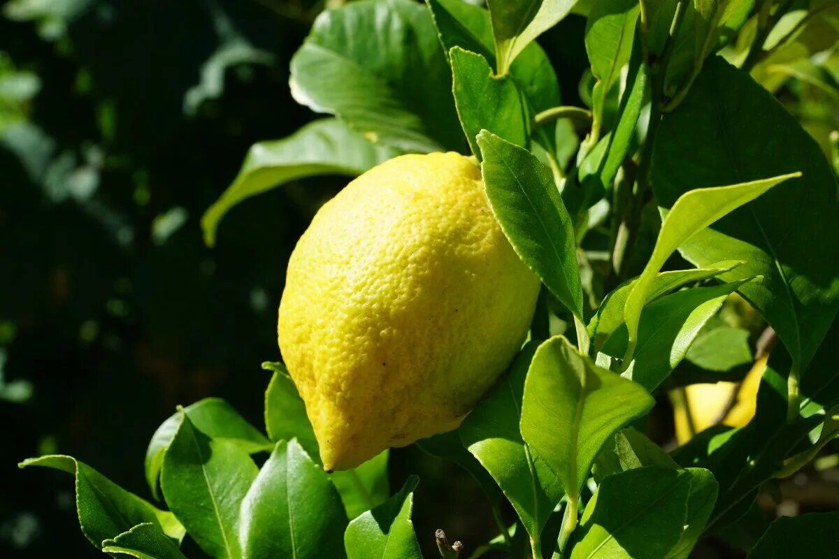 Лимон. Кустарник Цитрон. Лимон обыкновенный. Лимон с листиком. Лимон кустарник.