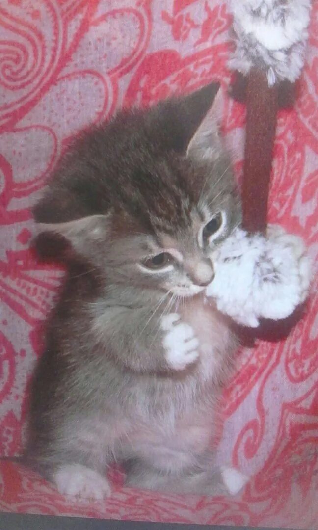Котята в муроме на авито. Сибирские котята 2 месяца. Лапочка котенок руки. Объятия кошек. Авито арзамас котята.