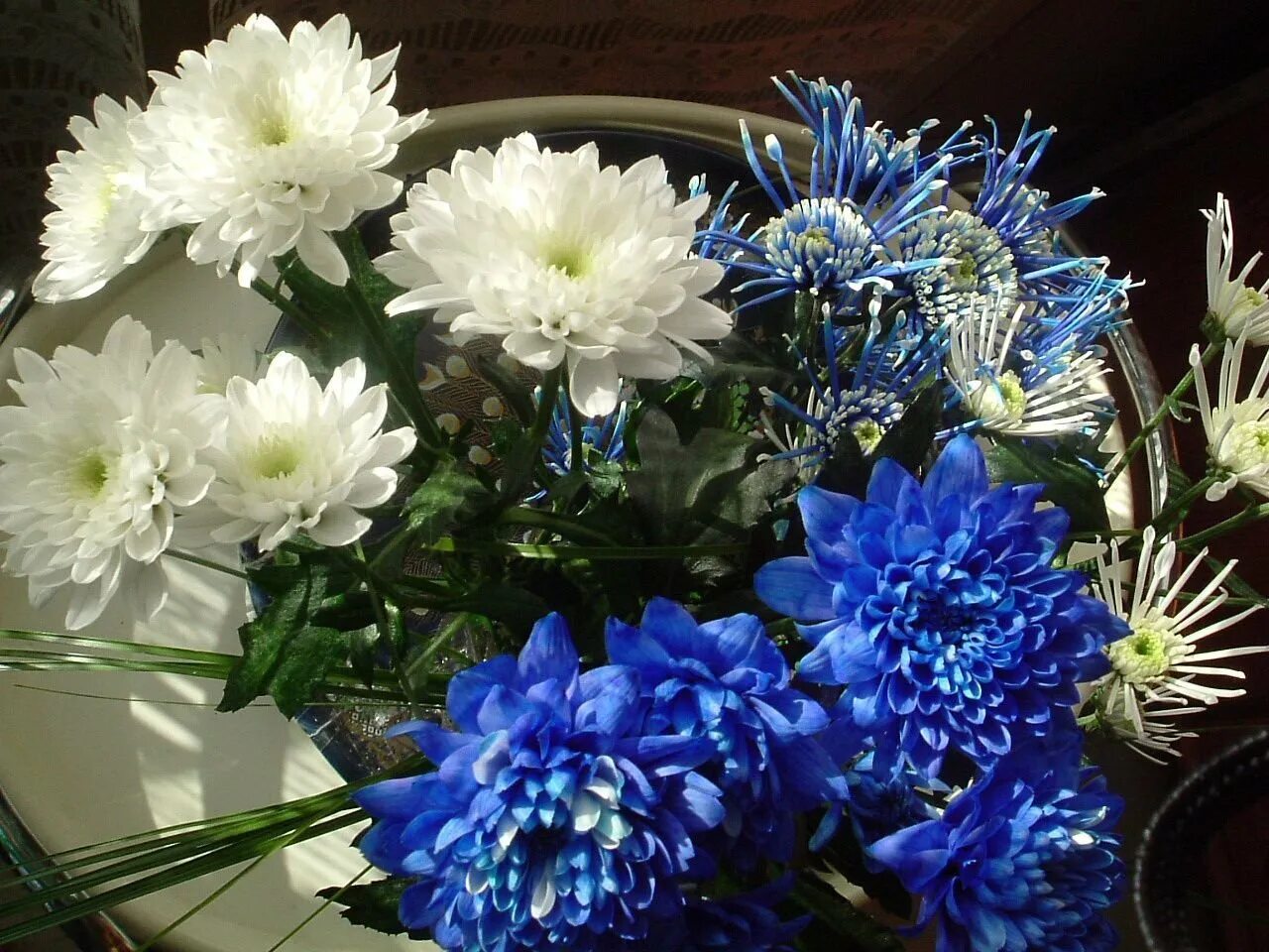 Открытки с днем рождения хризантемы. Пион голубая Хризантема. Хризантема одноголовая голубая. Синяя одноголовая Хризантема. Синие хризантемы букет.