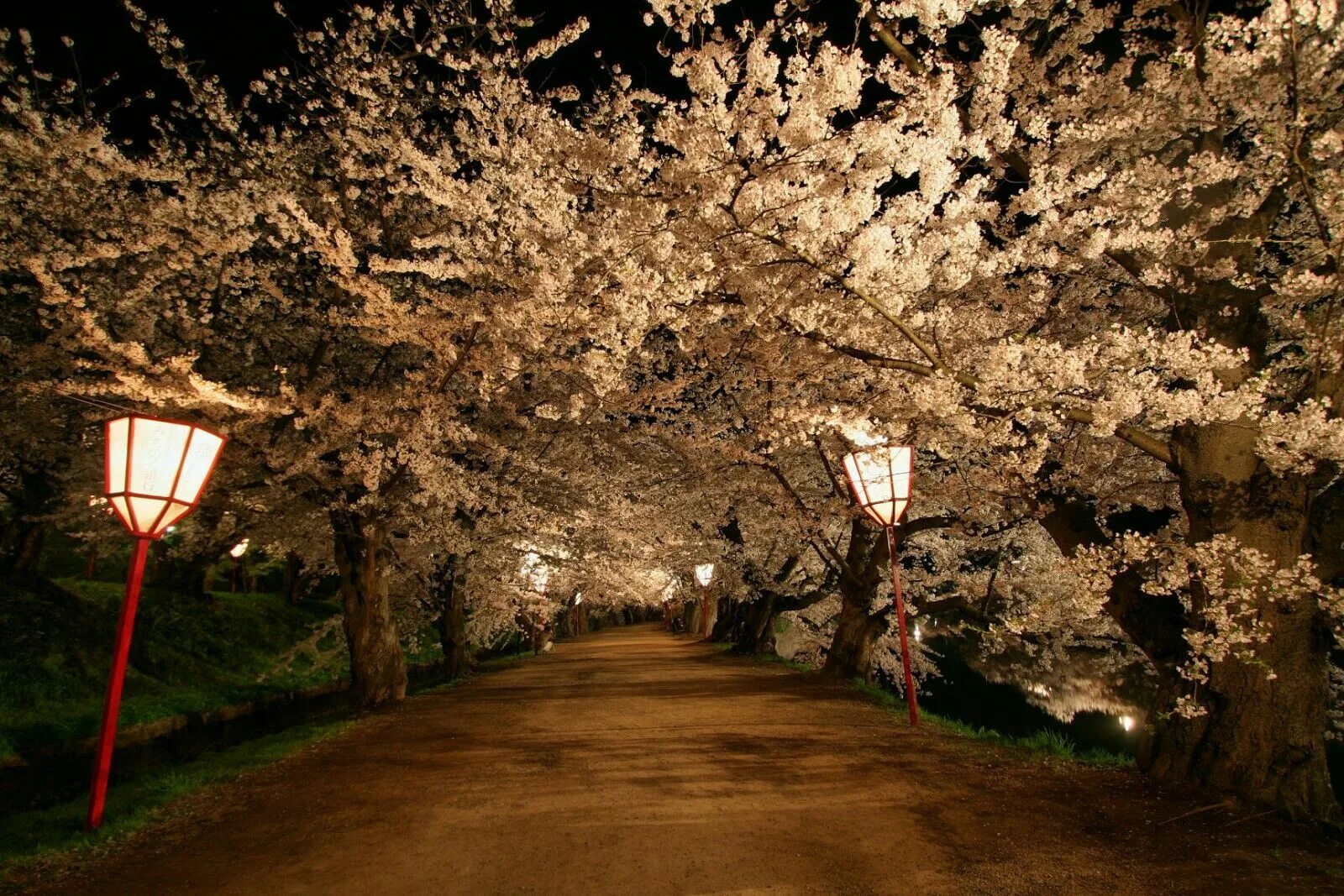 Yellow spring road япония. Цветение Сакуры в Южной Корее. Корея черри блоссом. Сеул Южная Корея Сакура. Южная Корея цветение вишни.