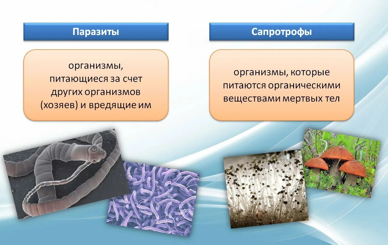 Грибы сапротрофы это. Сапротрофы 2. паразиты. Бактерии сапротрофы и паразиты. Сапротрофы паразиты симбионты. Сапротрофные бактерии и грибы.