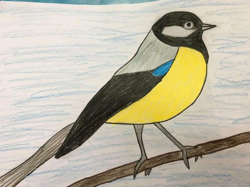 Рисование синицы. Рисование синички. Детские рисунки птиц. Рисование птицы синицы.