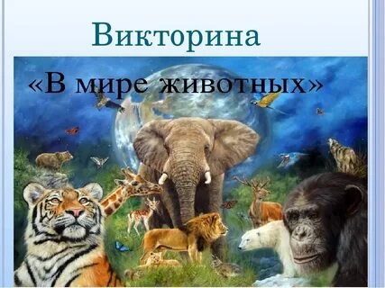 Тайна мире животных