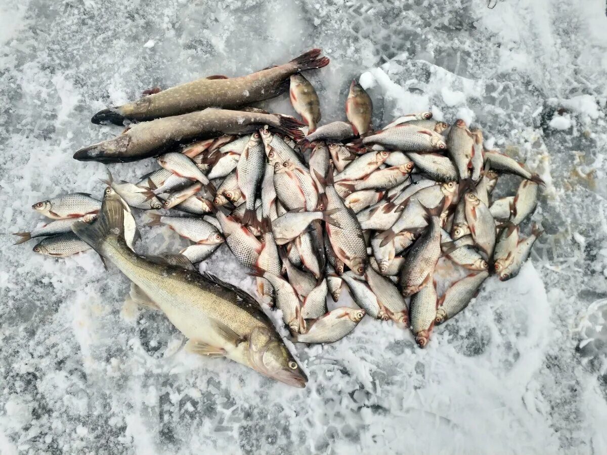 Можайское водохранилище зимняя рыбалка. Можайское водохранилище зима. Вазузское водохранилище зимняя рыбалка. Цветковский Можайское водохранилище.