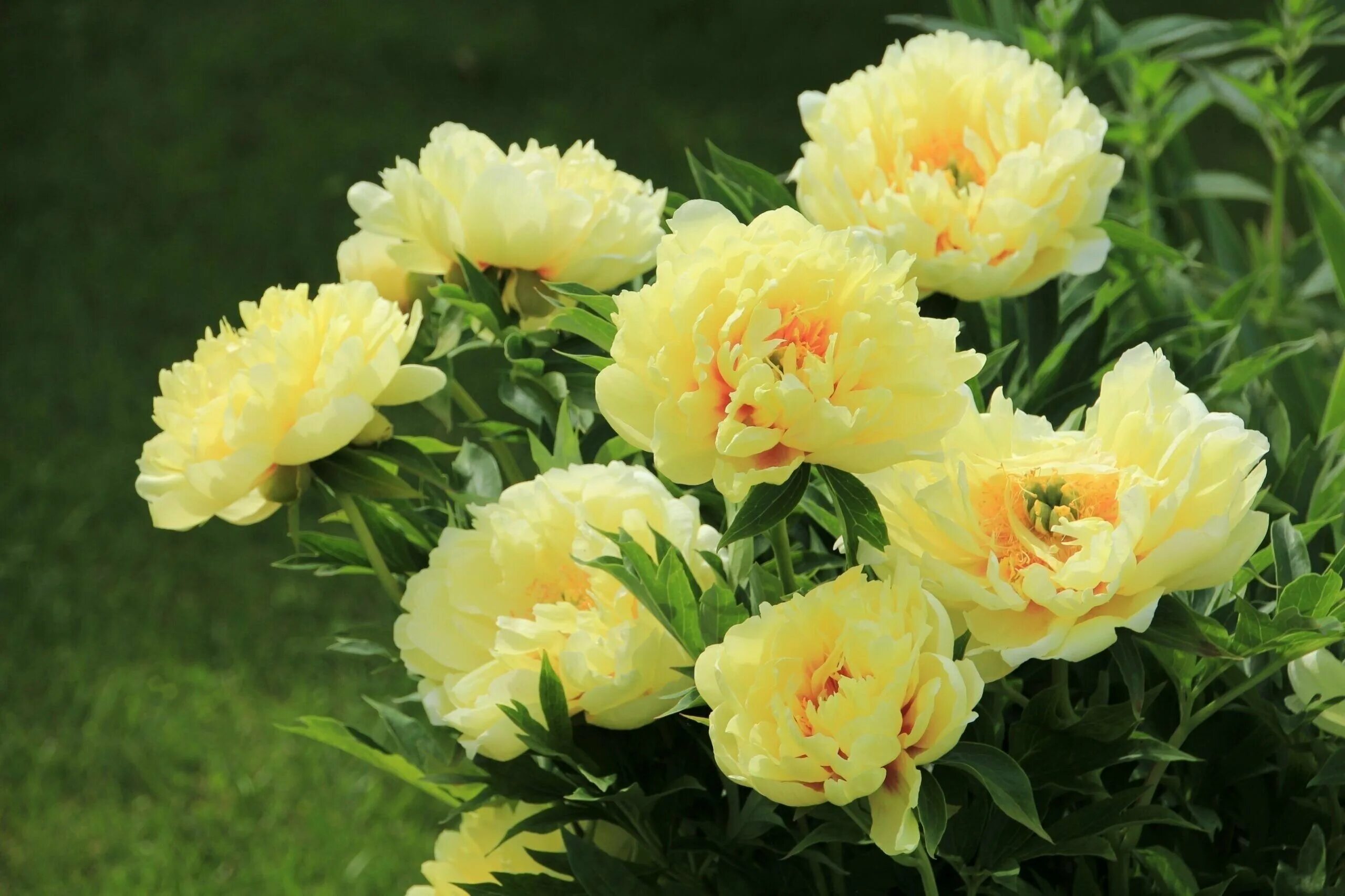 Желтые пионы сорта. Пион гарден треже. Пион бартзелла желтый. Пион алиса хардинг. Пион травянистый йеллоу краун.