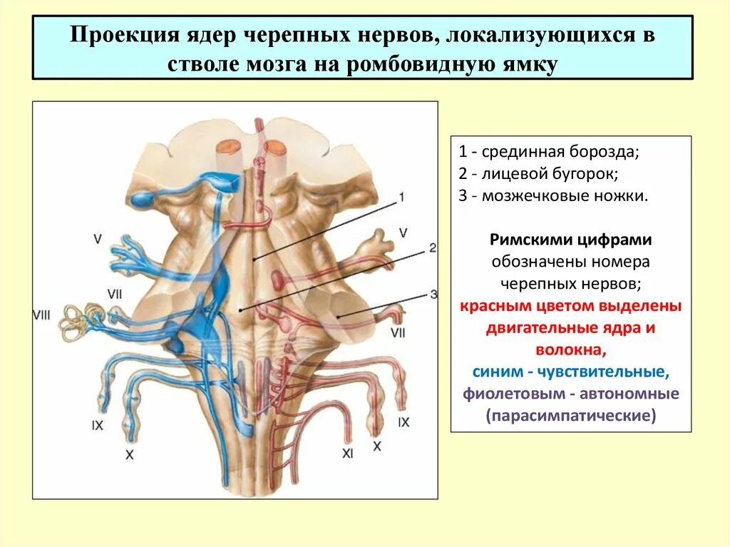 Какие ядра в черепных нервах. Чувствительные ядра черепных нервов. Ядра черепных нервов в стволе. Ромбовидная ямка ядра черепных нервов. Топография ядер черепно-мозговых нервов.