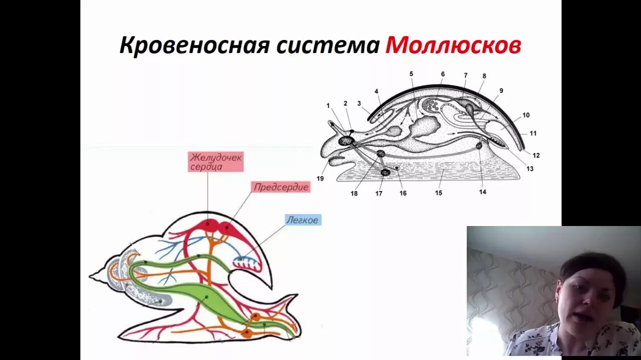 Кровеносная система м олюсков. Кровеносная система моллюсков. Незамкнутая кровеносная система у моллюсков. Тип моллюски кровеносная система.