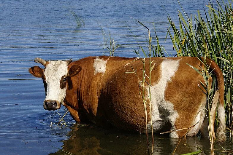 Корова в болоте. Корова. Коровы на водопое. Коровы в реке.