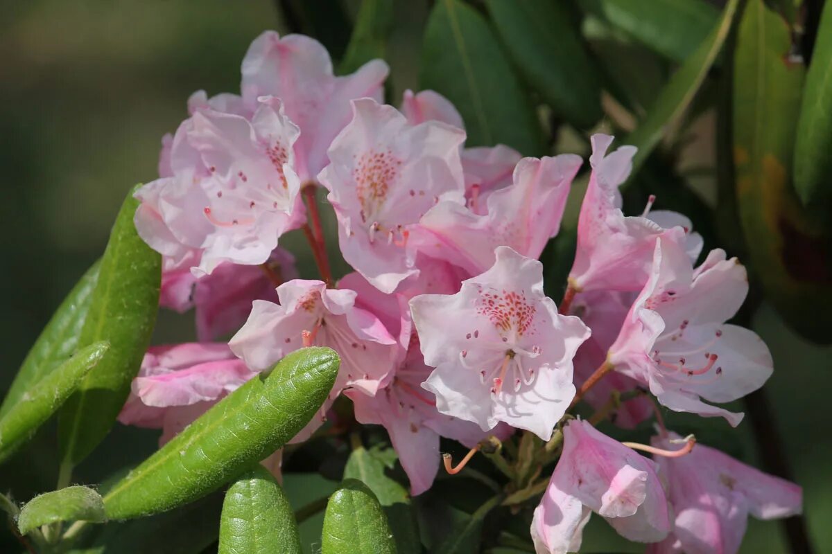 рододендрон вечнозеленый хельсинки юниверсити. рододендрон юниверсити. рододендрон university. рододендрон хельсинки юниверсити. рододендрон юниверсити.