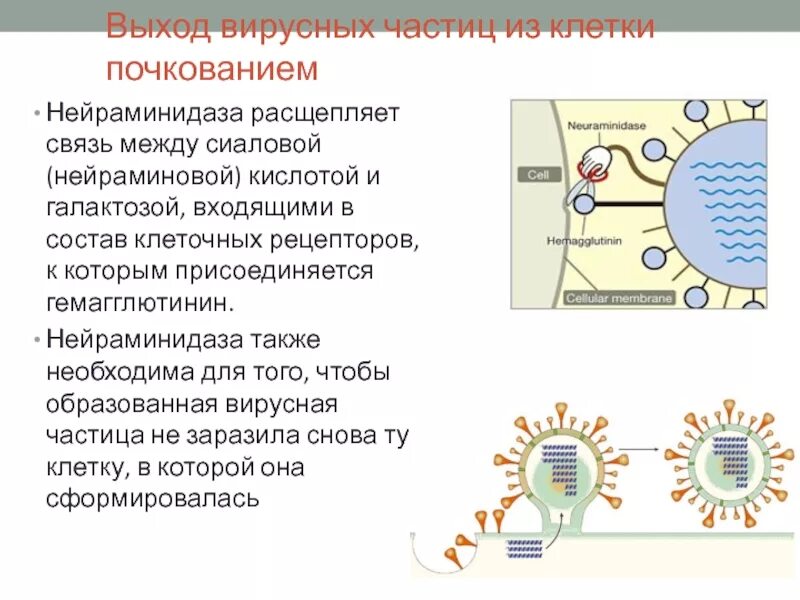 Нейраминидазы гриппа. Нейраминидаза. Нейраминидаза и гемагглютинин гриппа. Вирусная нейраминидаза. Нейраминидаза это микробиология.