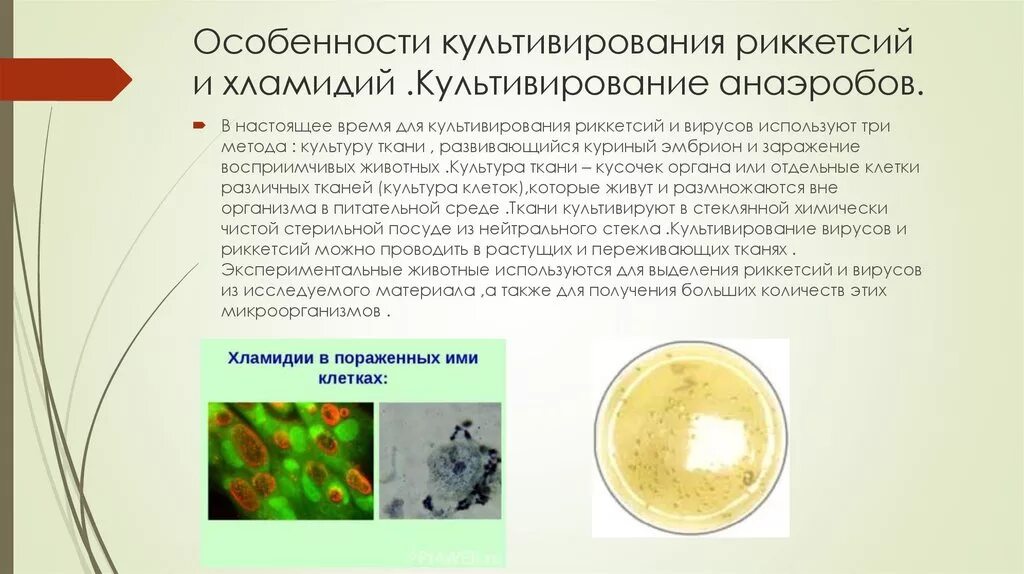 Особенности хламидий. Хламидия микробиология морфология. Риккетсии факультативные анаэробы. Риккетсии хламидии микоплазмы. Риккетсии питательная среда.