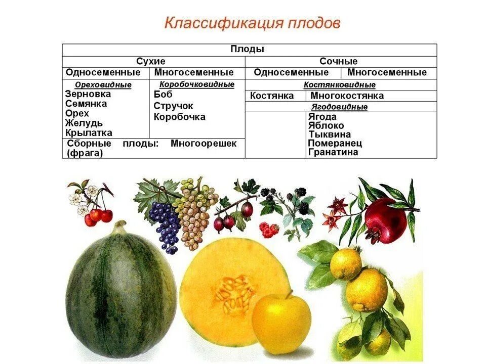 Что относится к частям плода. Плоды строение и классификация. Классификация сочных плодов. Плоды строение и классификация плодов. Классификация плодов кратко.