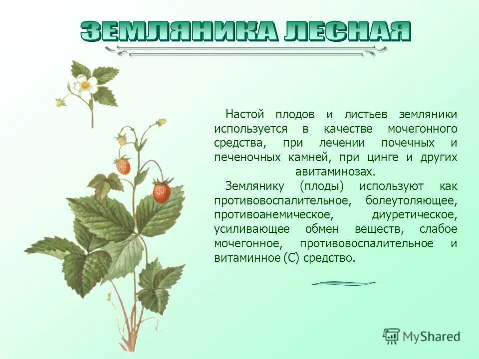Какой лист имеет растение земляника. Настой листьев земляники. лист земляники полезные. строение листа земляники. земляника расположение листьев.