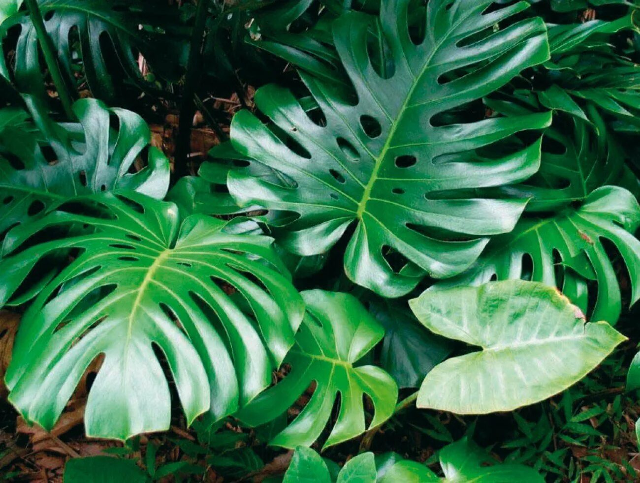 Монстера Делициоза (Monstera deliciosa). Монстера крупнолистная. Монстера деликатесная (Monstera deliciosa). Монстера Ароидные.