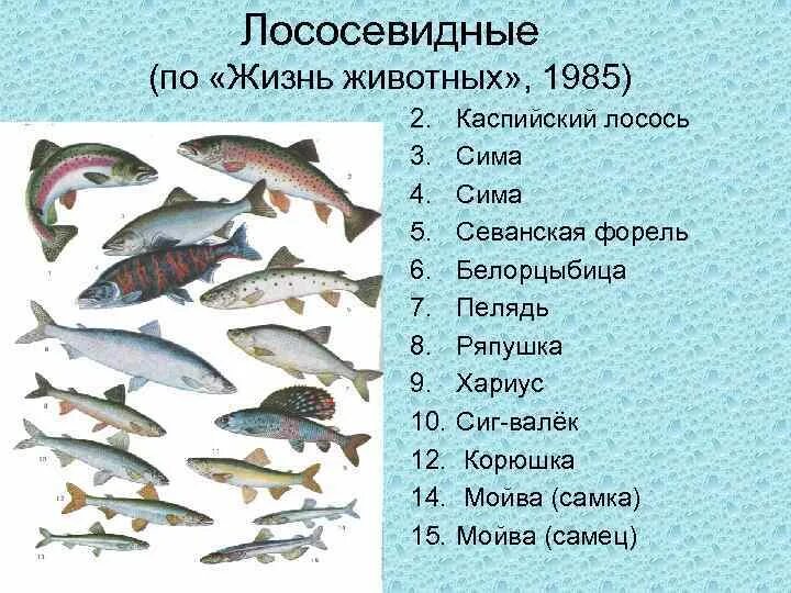 К какому семейству относится рыба. Лососёвые породы рыб перечень. Семейство лососевых рыб список по ценности. Классификация семейства лососевых рыб. Название красных рыб семейства лососевых.