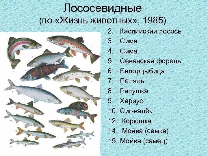 Каких животных относят к рыбам