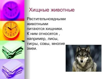 Чем питаются животные биология