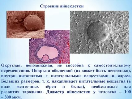 Яйцеклетка уровень организации