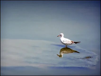 Чайка автор