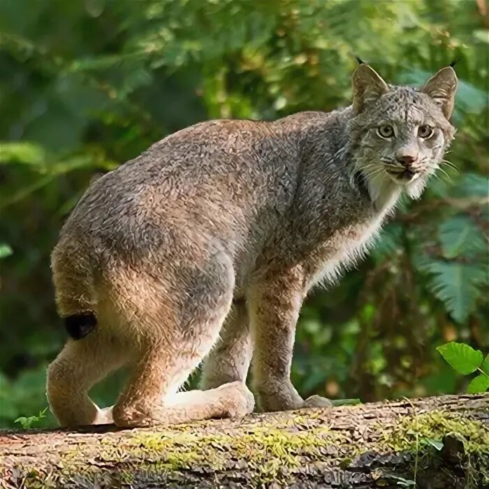 Хвост рыси. Lr35a Lynx. Канадская рысь бурый медведь