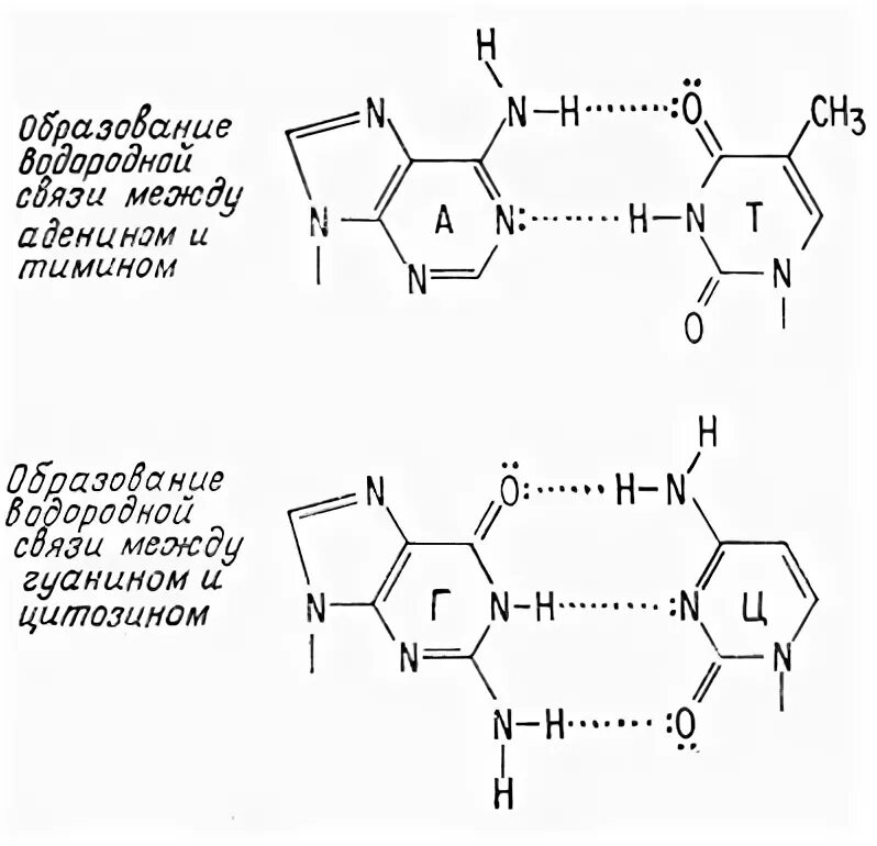 Водородный связи между аденином и тимином. Водородные связи в ДНК между аденином и тимином. Аденин и Тимин водородная связь. Хугстиновские взаимодействия в ДНК. Цитозин гуанин Тимин аденин связь в молекуле.