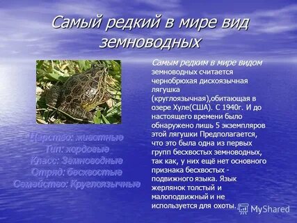 Презентация по биологии земноводные