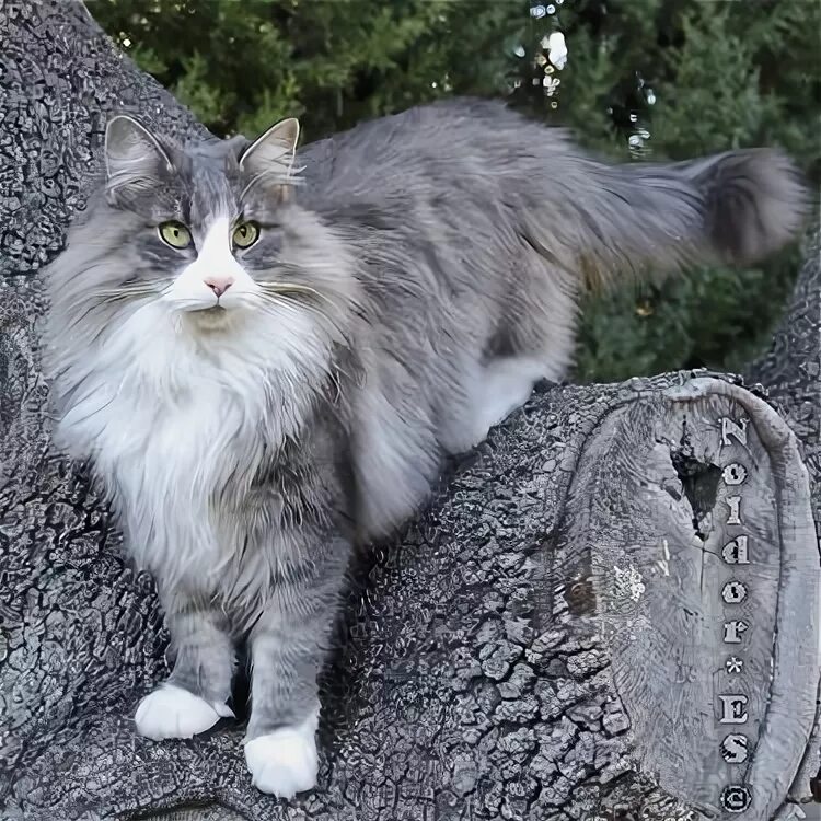 Norwegian forest cat, Siberian cat, Cats