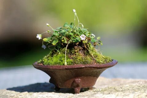 Tiny plants