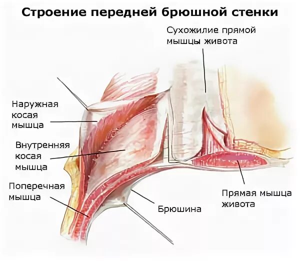 Стенка анатомия. Строение брюшной стенки послойно. Послойное строение брюшной полости. Слои мышц передней брюшной стенки. Мышцы передней брюшной стенки топографическая анатомия.
