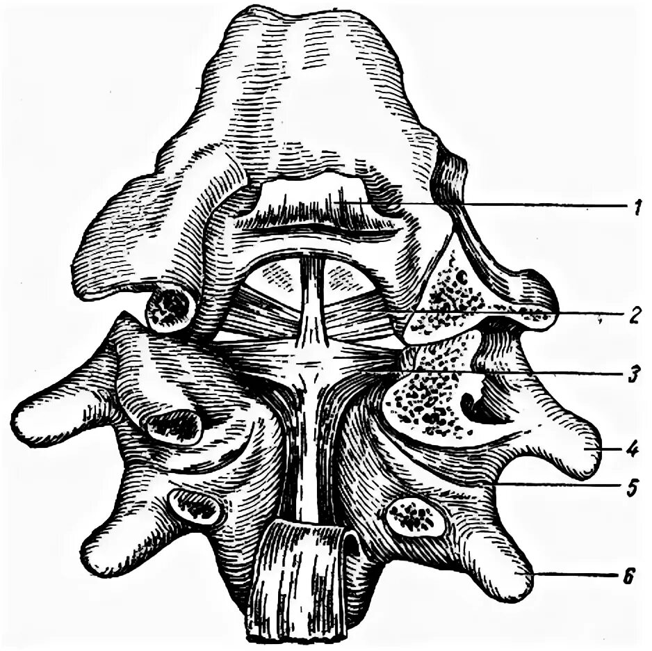 Соединения между затылочной костью. Атлантоосевой сустав анатомия. Срединный атлантоосевой сустав. Срединный атлантоосевой сустав анатомия. Строение срединный атлантоосевой сустав анатомия.