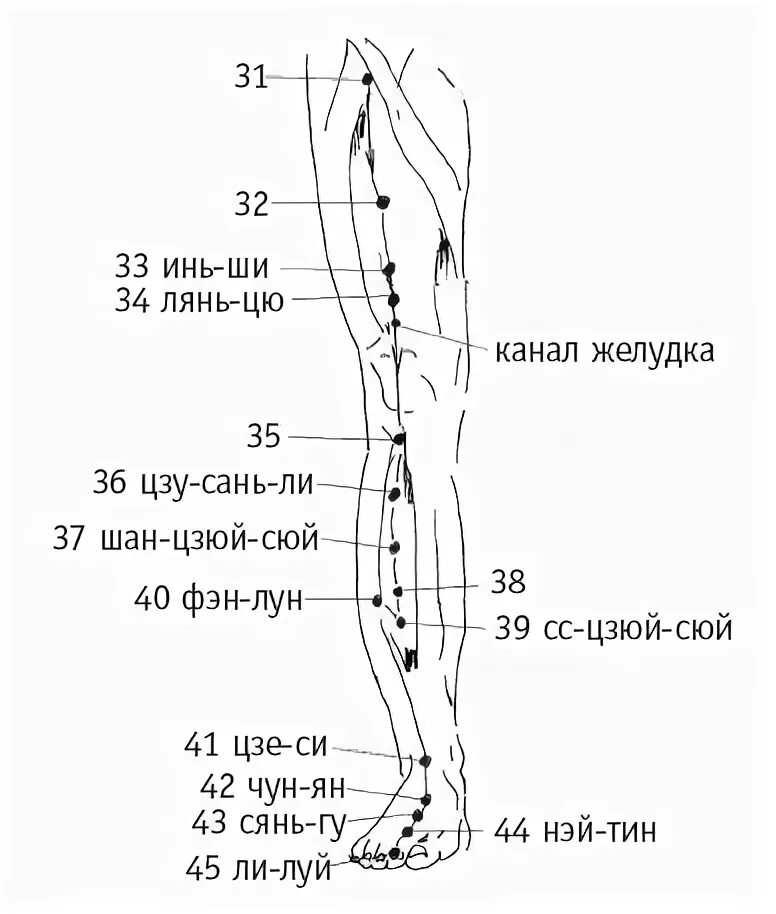 Цзу-Сань-ли точка акупунктуры. Меридиан желудка точки акупунктуры. Точка акупунктуры желудка Цзу Сан ли. Меридиан желудка на ноге точки.