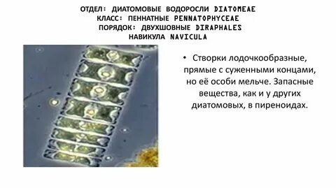 Виды диатомовых водорослей
