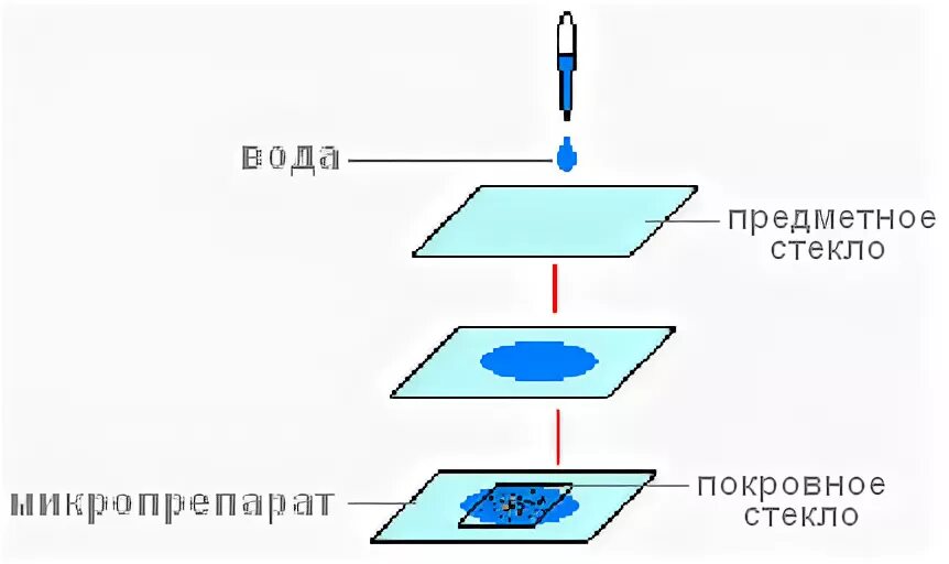 Метод раздавленной капли микробиология. Метод висячей капли микробиология. Приготовление препарата висячая капля. Стекло предметное. Поверхность водой и накройте