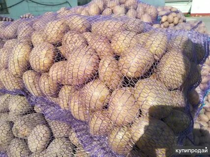 Продать картошку оптом