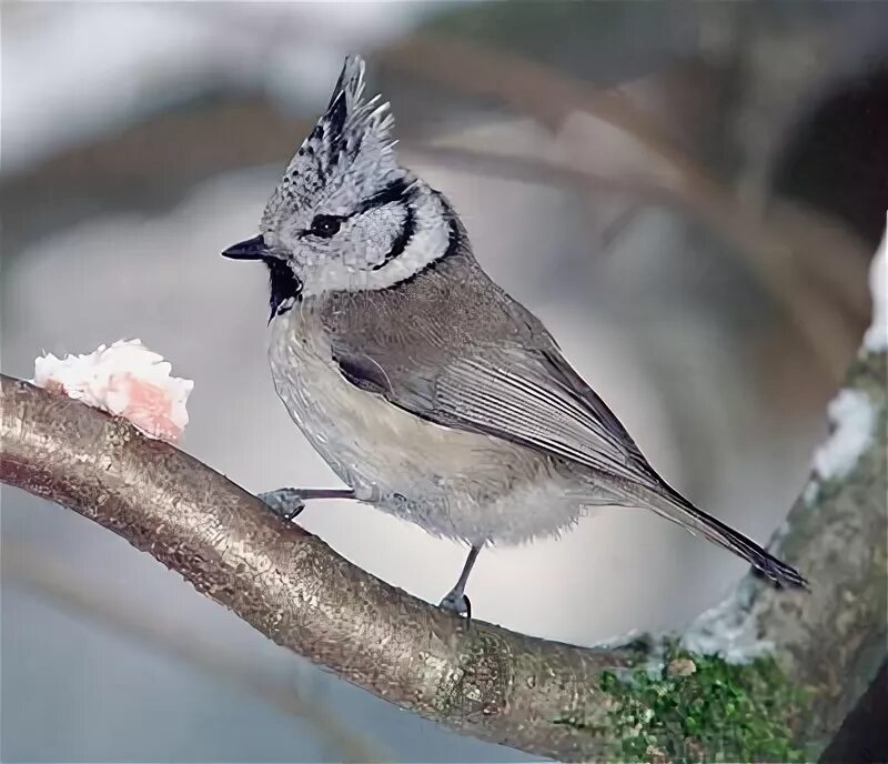 маленькая серенькая птичка с хохолком. маленькая серая птичка с хохолком. хохлатая пичуга. серая птица с хохолком ростовская область. хохлатая синица лазоревка.