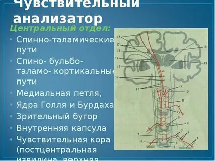 Передний спинно таламический путь