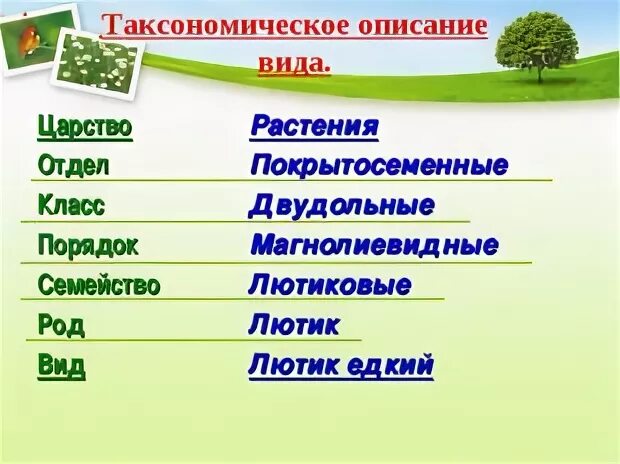 Классификация вид род семейство порядок класс отдел царство. Рогоз царство отдел класс род вид. Таксоны царства растений. Отдел царство порядок семейство класс род.