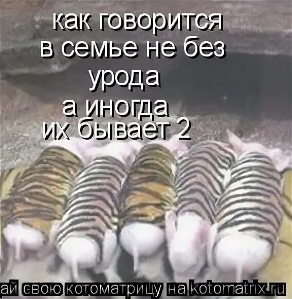 В семье урода пословица. В семье не без урода. В семье не без урода пословица. В семье не без урода Мем. Семья без уродов не бывает.