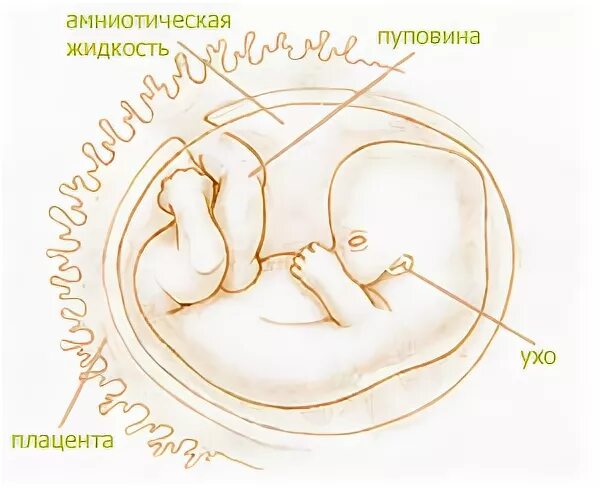 Перинатальный консилиум. Обязательные анализы при планировании беременности для женщин. 10 неделя беременности анализы. 10 неделя беременности анализы. Десятая акушерская неделя беременности что происходит.