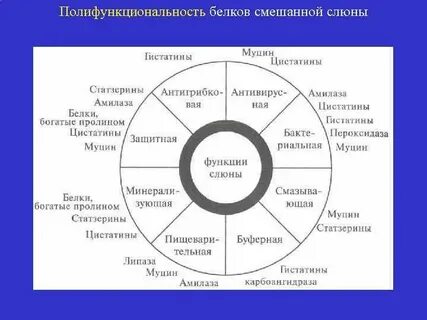 Белок слюны