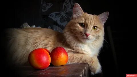 Кошка персик