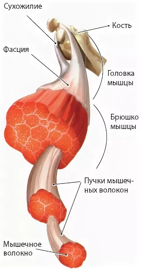 Брюшко мышцы. Строение мышцы брюшко. Брюшко мышцы. Головка брюшко и хвост мышцы. Головка мышцы.