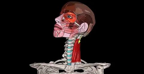 Грудино ключично сосцевидная функция