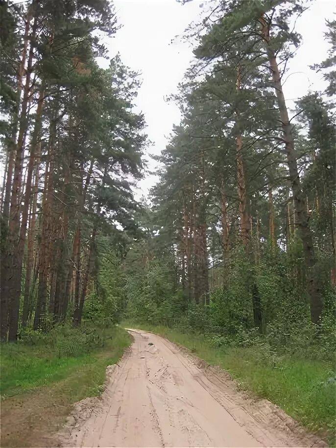 Порецкое владимирская область. Село Порецкое Суздальский район Владимирская область. Барский лес Владимирская область Суздальский район. Лес на Суздальском шоссе. Лес в селе Порецком Суздальском районе Владимирской области.