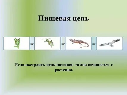 Растительная цепь