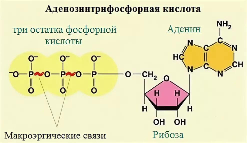 Аденин рибоза три остатка фосфорной кислоты это. Строение остатка фосфорной кислоты. Рибоза макроэргические связи аденин. Три остатка фосфорной кислоты.