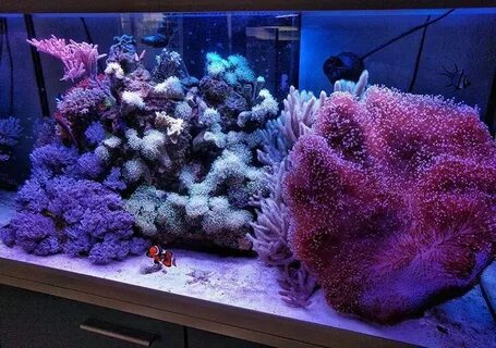 Работа морские аквариумы