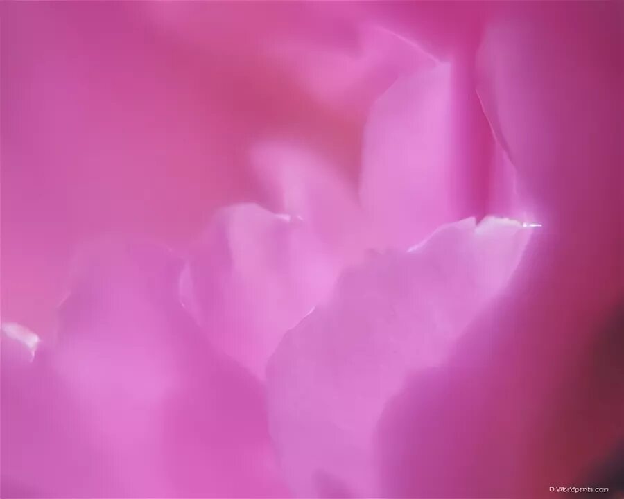 Однотонные фото цветов Обои сирень, розовый, пастель, телевидение, full hd, Pink wallpaper backgrounds,