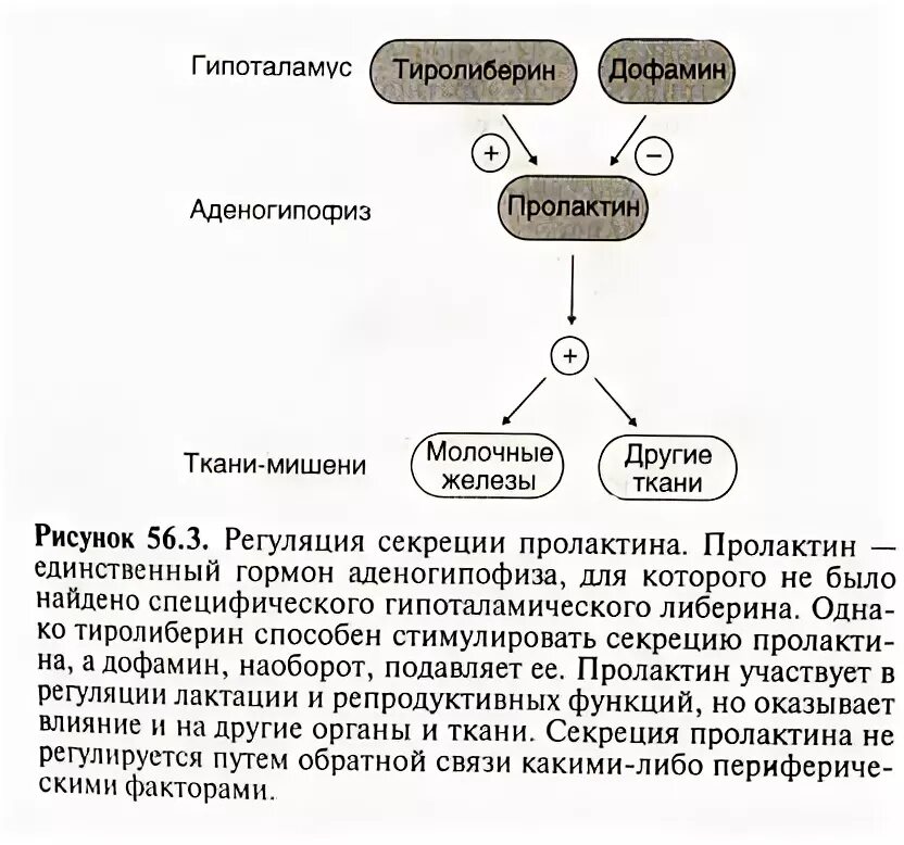 Регуляция секреции пролактина схема. Пролактин механизм регуляции. Механизм действия лактотропного гормона. Регуляция выработки пролактина. Пролактин связанный